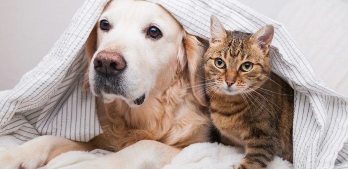 Mengenal Lebih Dekat Pro Plan: Bagaimana Nutrisi Premium Membantu Anjing dan Kucing Anda